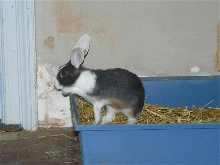 Kanin Snöflingans Blue Dragon billede 5