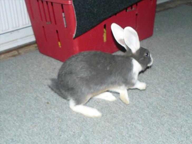 Kanin Snöflingans Blue Dragon billede 6