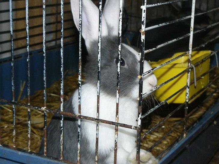 Kanin Snöflingans Blue Dragon billede 7