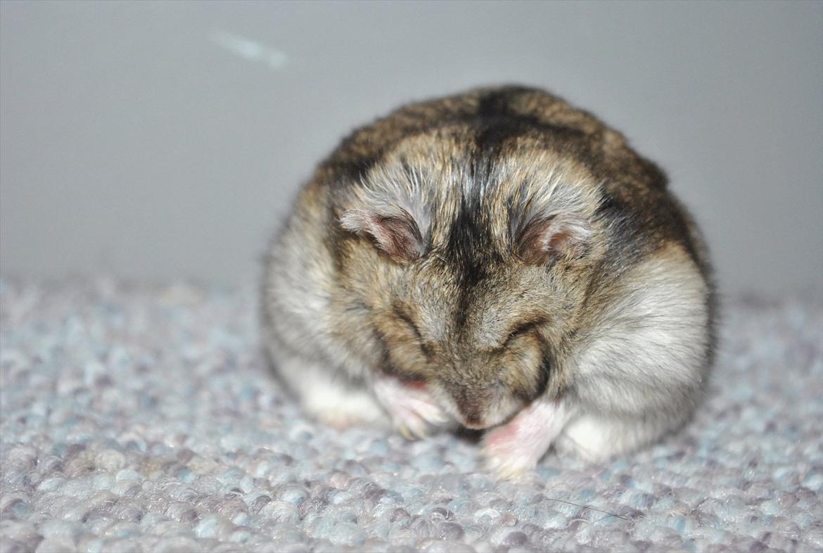 Dværghamster Milo (Tykkemusen) R.I.P billede 14