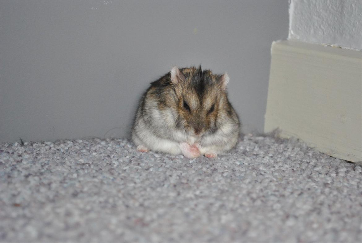 Dværghamster Milo (Tykkemusen) R.I.P billede 11