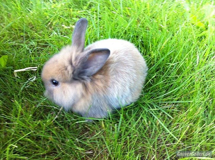 Kanin Fifty billede 7