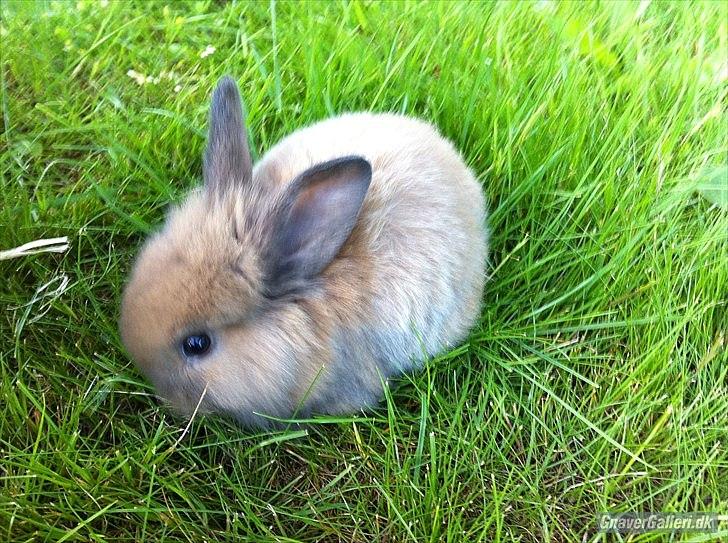 Kanin Fifty billede 8