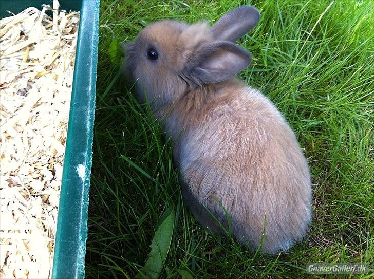 Kanin Fifty billede 9