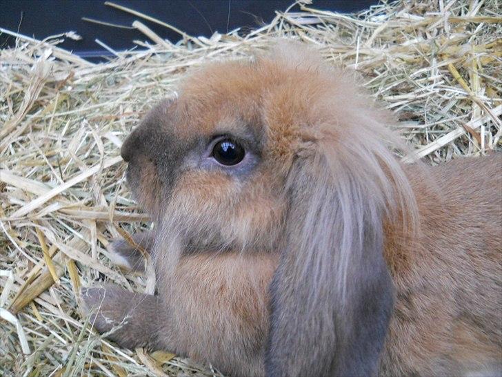 Kanin Fifty billede 10