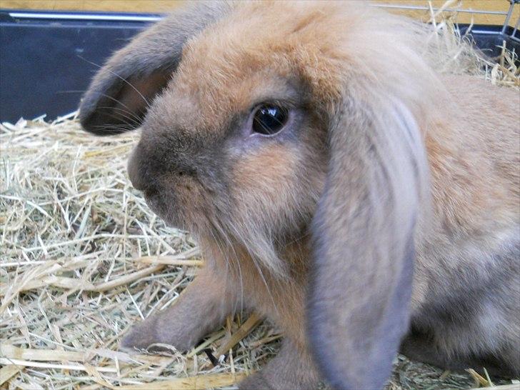 Kanin Fifty billede 11