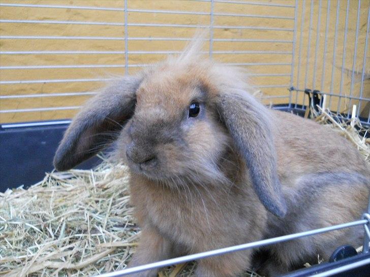 Kanin Fifty billede 1