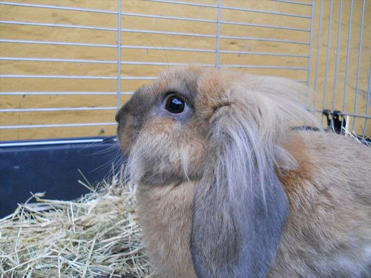 Kanin Fifty billede 12