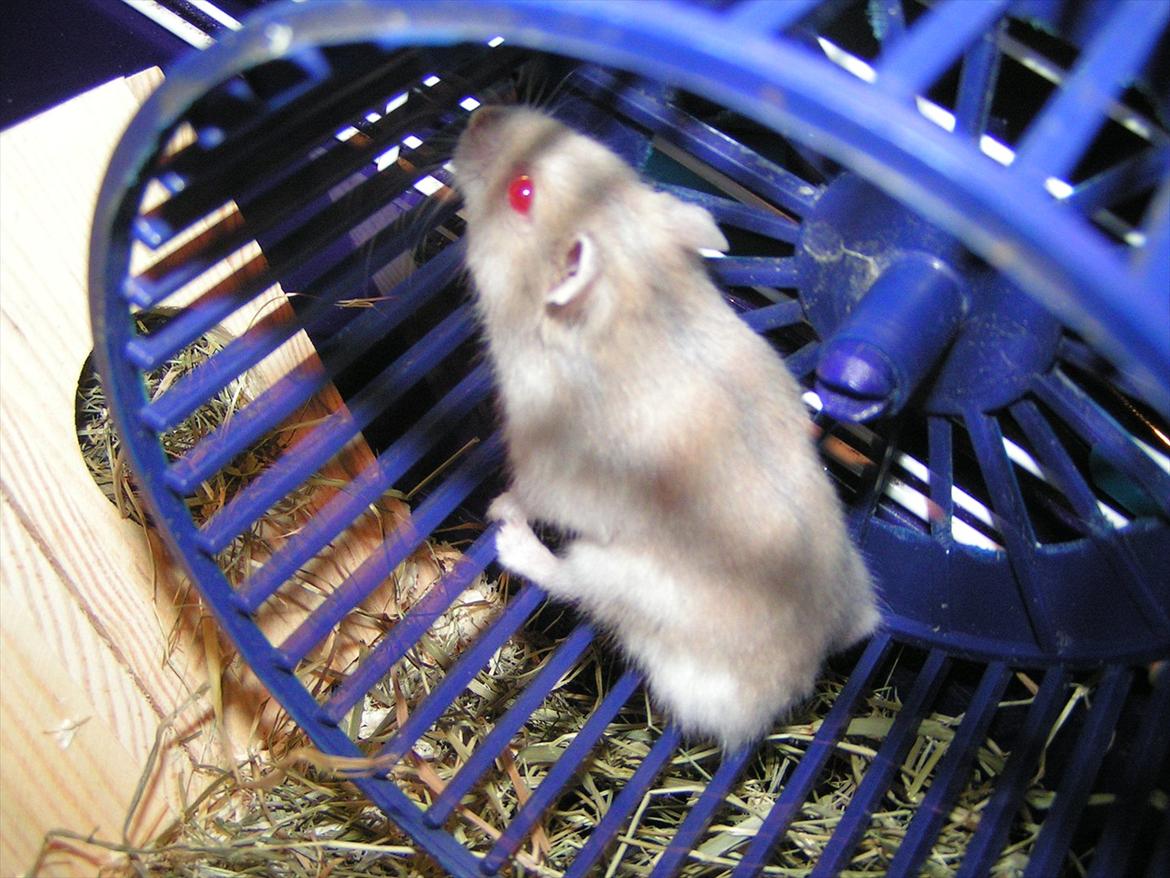 Hamster Shjemo billede 1