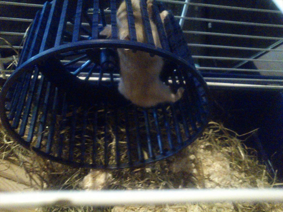 Hamster Shjemo billede 2