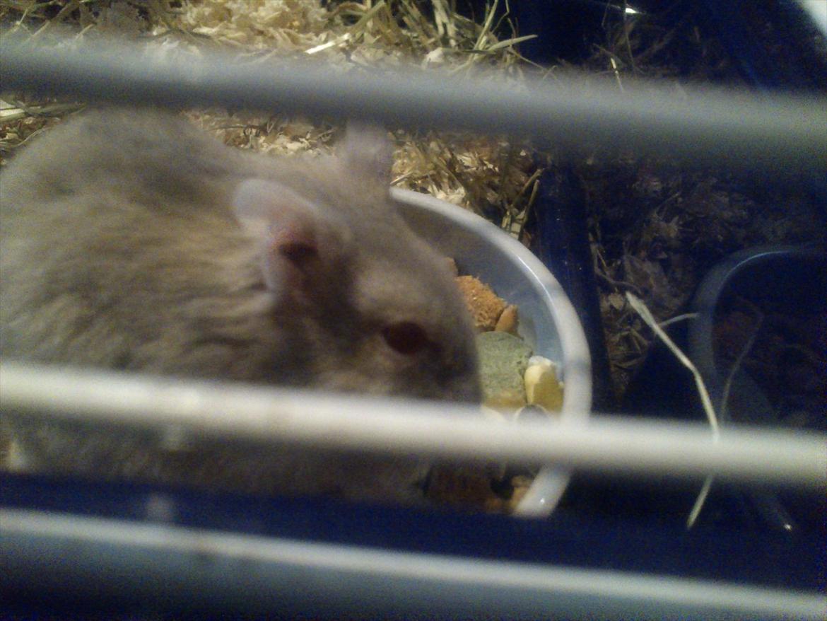 Hamster Shjemo billede 3
