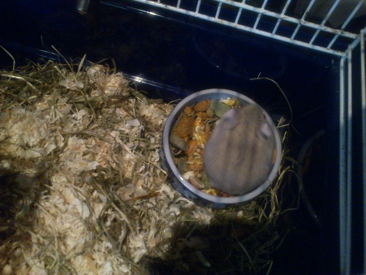 Hamster Shjemo billede 4