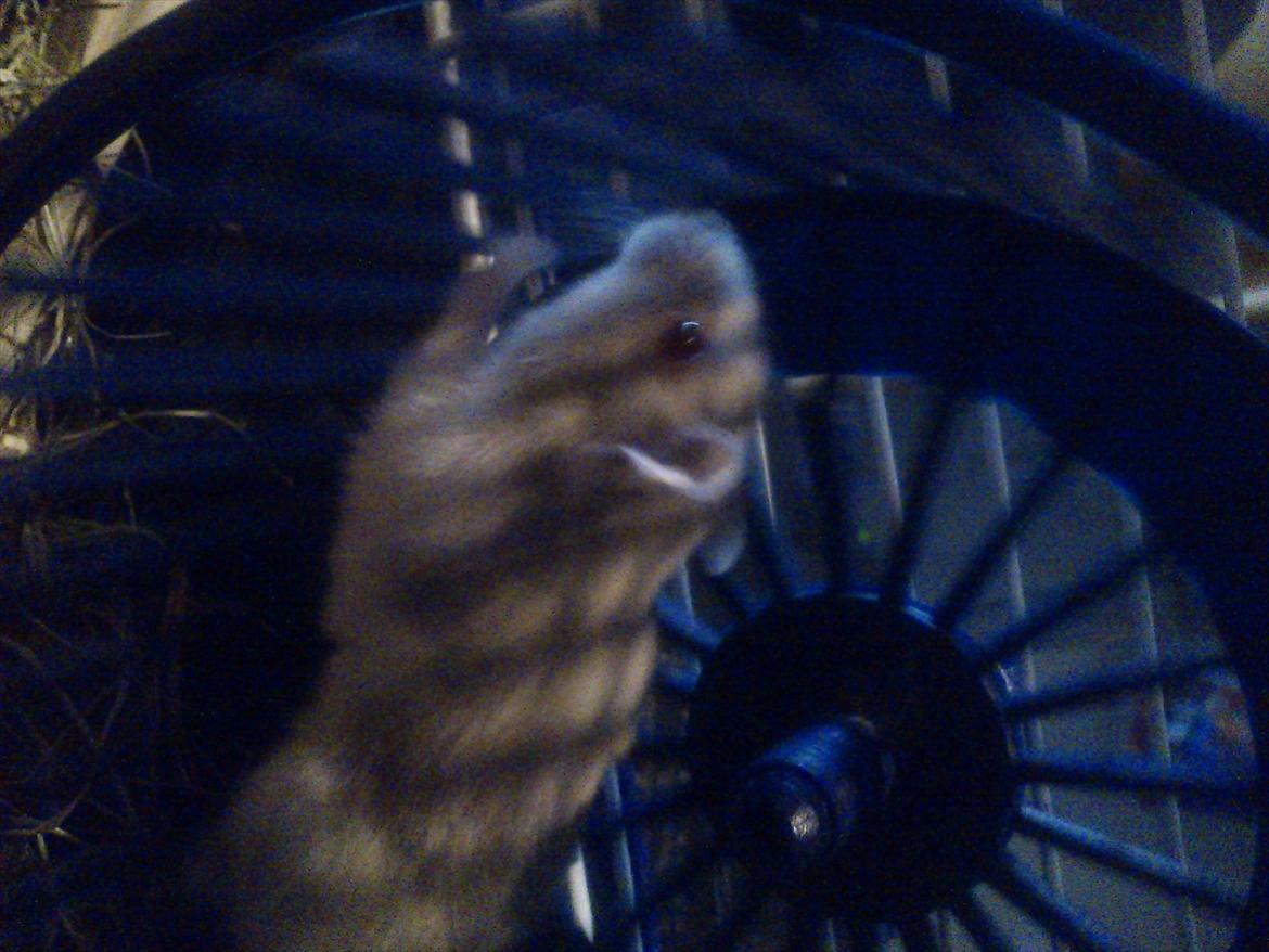 Hamster Shjemo billede 5