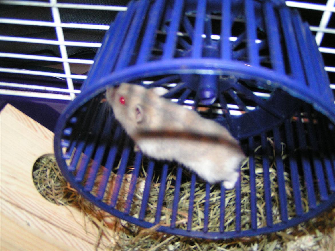 Hamster Shjemo billede 6