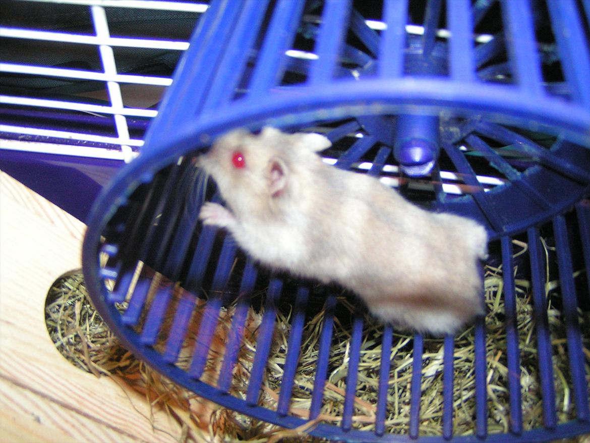 Hamster Shjemo billede 7