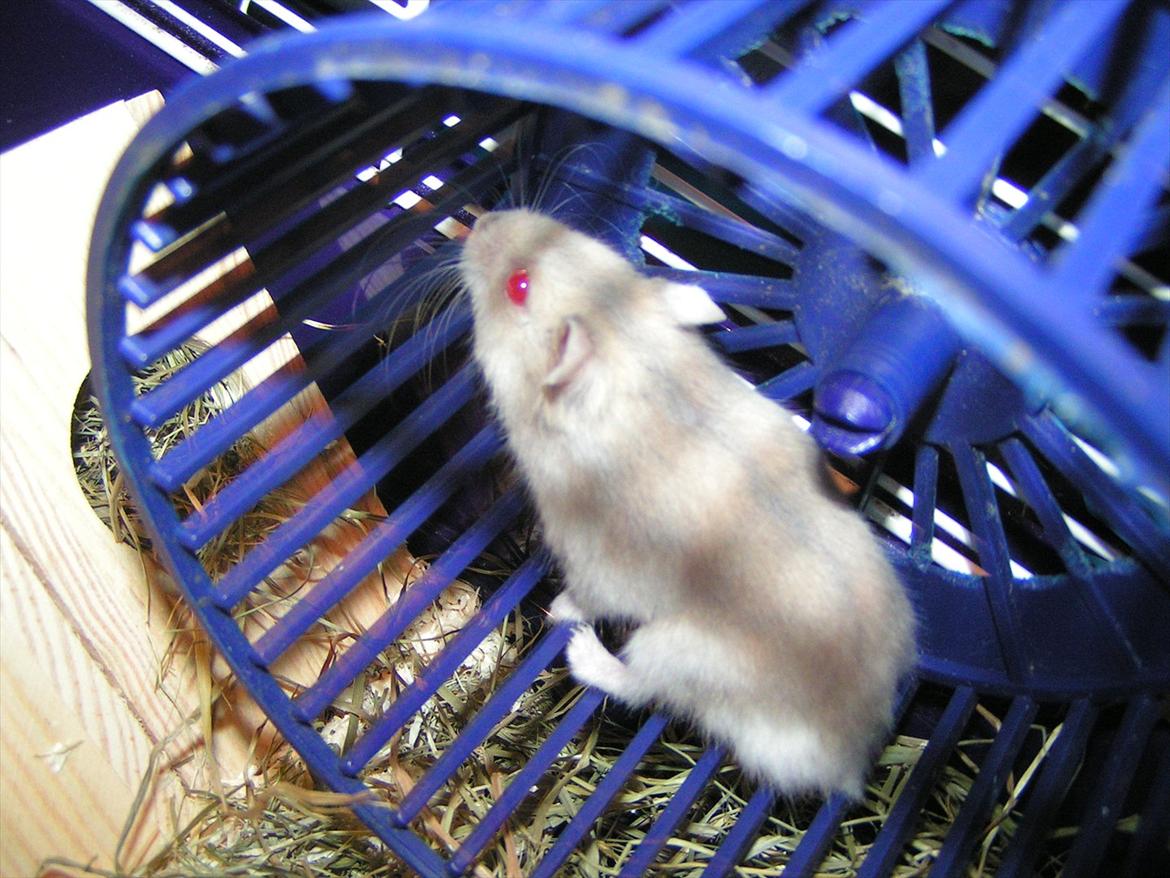 Hamster Shjemo billede 8