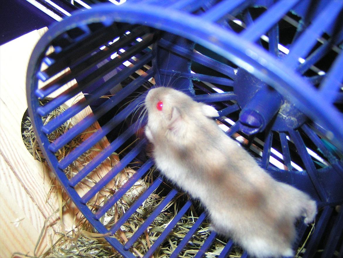 Hamster Shjemo billede 9