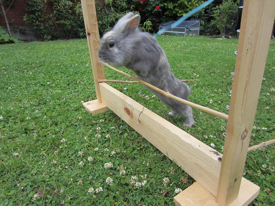 Kanin kahlua EFTERLYSES BORTLØBET!! billede 2