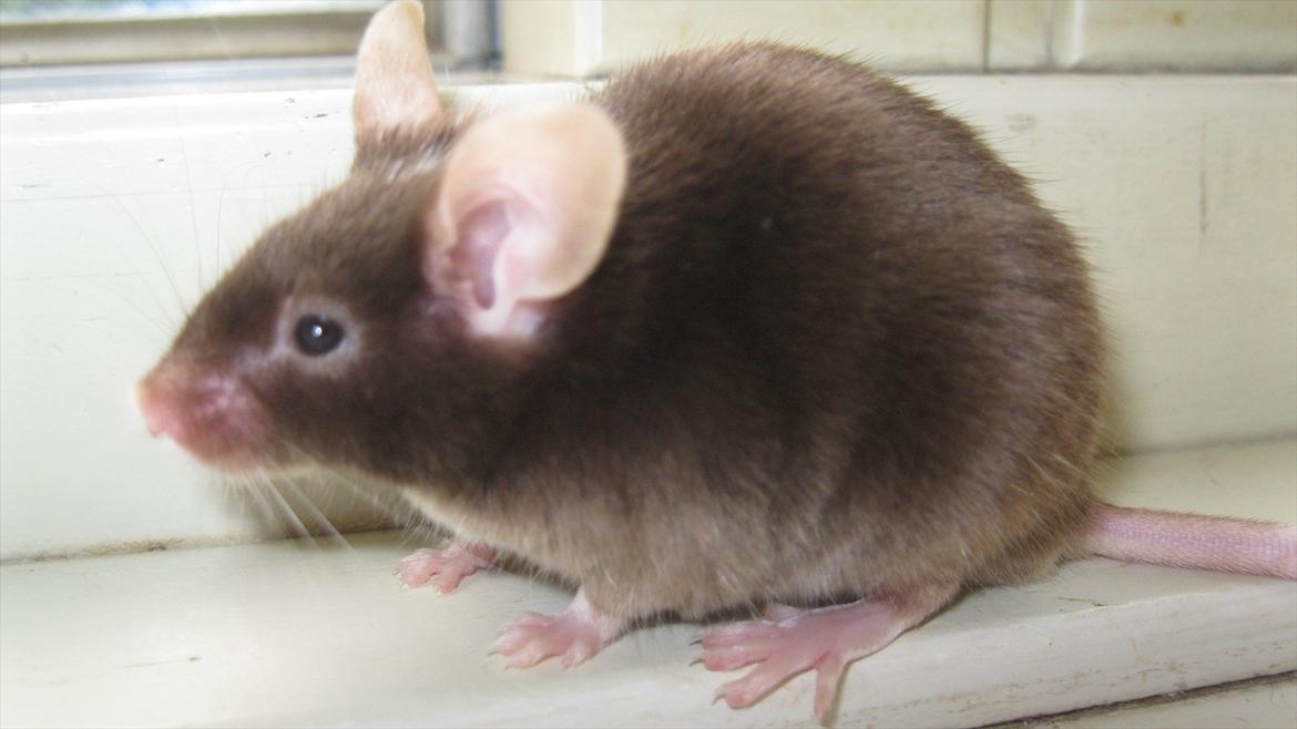 Mus woodstock´s Brownie billede 1