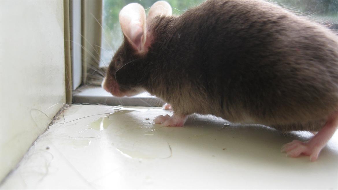 Mus woodstock´s Brownie billede 2