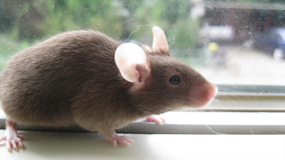 Mus woodstock´s Brownie billede 3