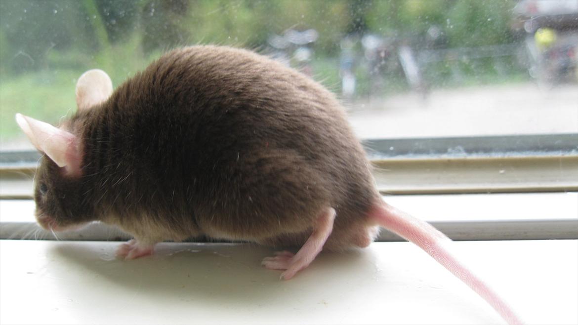 Mus woodstock´s Brownie billede 4