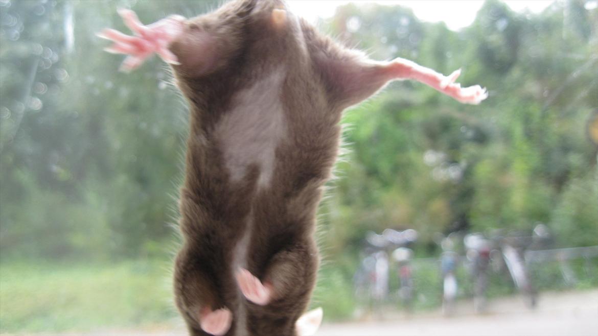 Mus woodstock´s Brownie billede 5