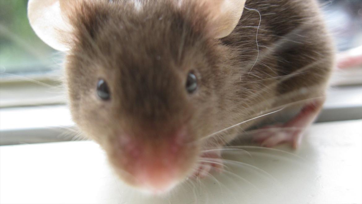 Mus woodstock´s Brownie billede 6