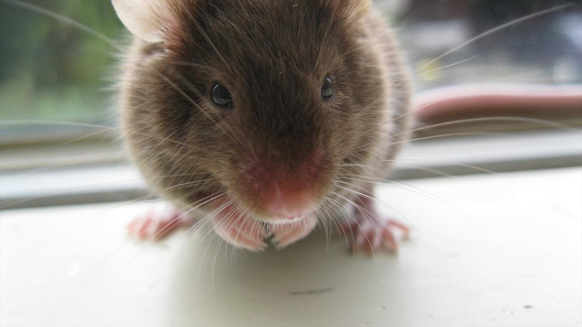 Mus woodstock´s Brownie billede 7