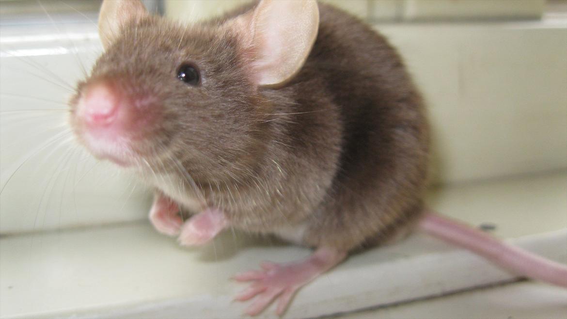 Mus woodstock´s Brownie billede 8