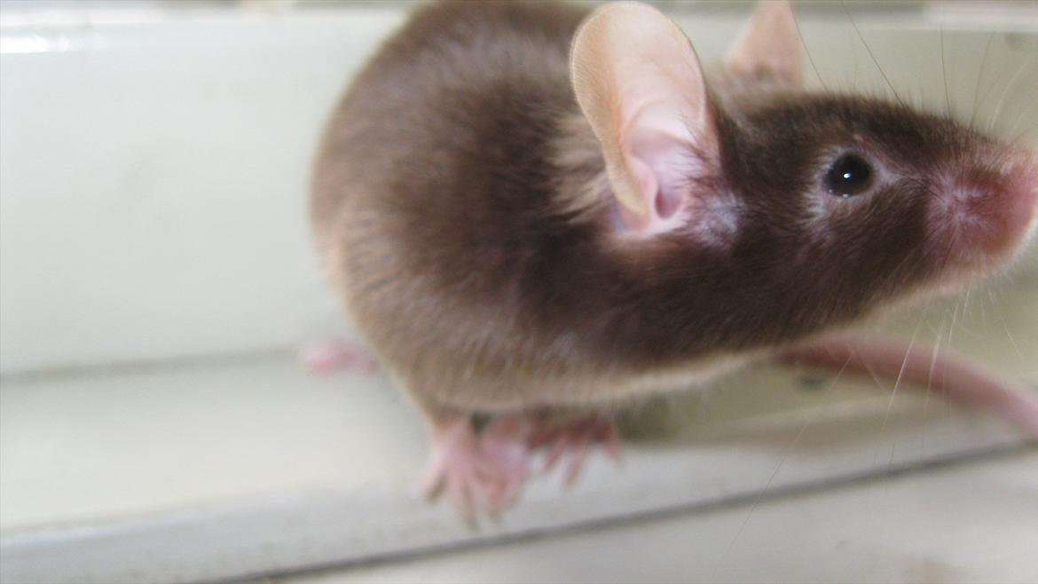 Mus woodstock´s Brownie billede 9