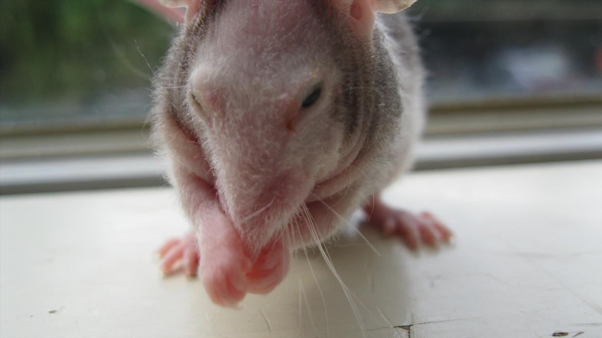 Mus woodstock´s Amour billede 1