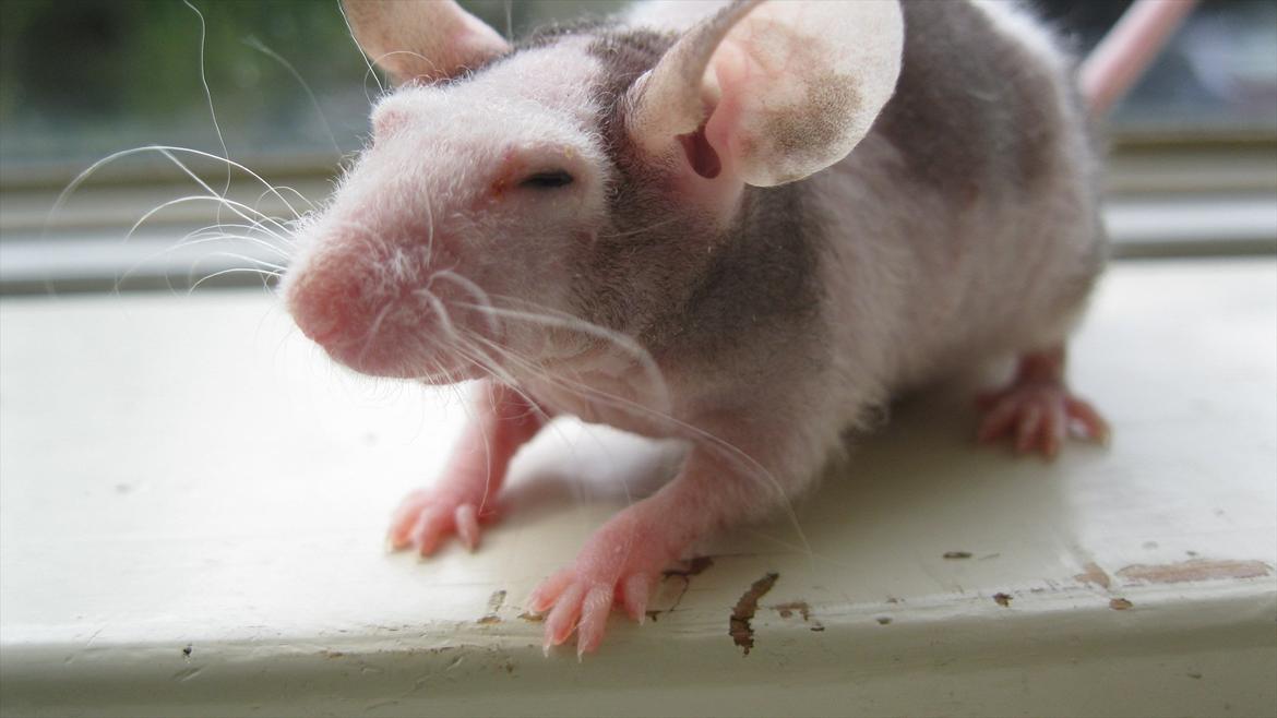 Mus woodstock´s Amour billede 2