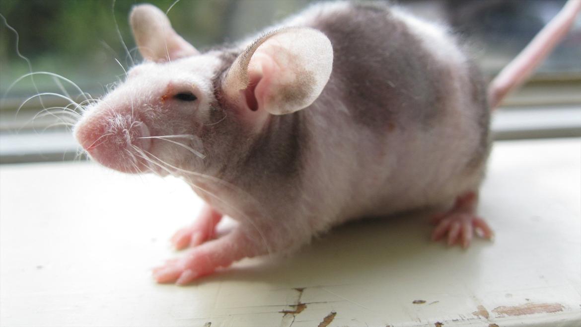 Mus woodstock´s Amour billede 3