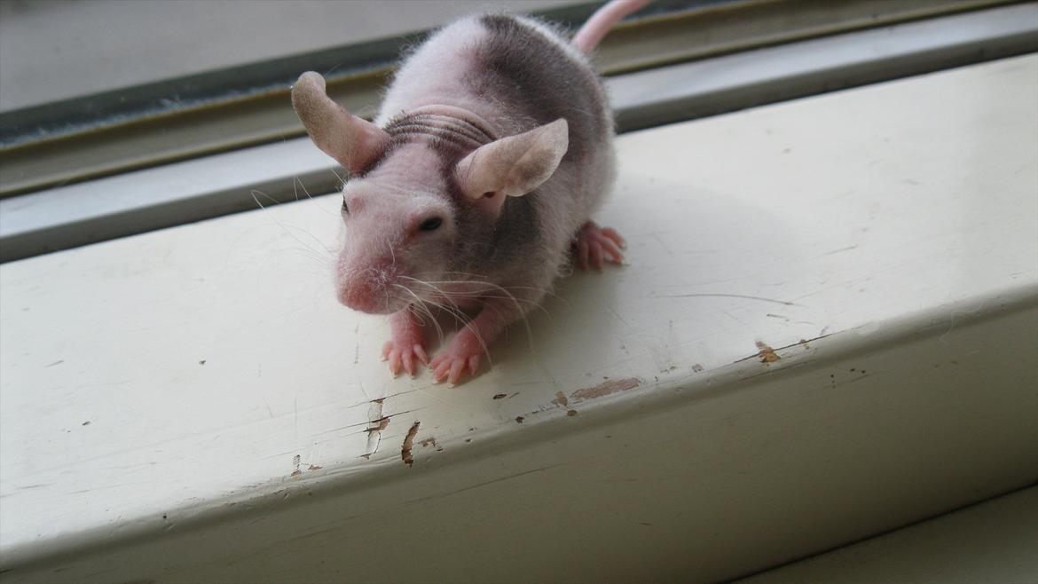 Mus woodstock´s Amour billede 4