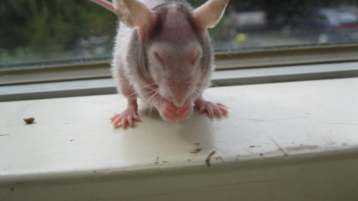 Mus woodstock´s Amour billede 5