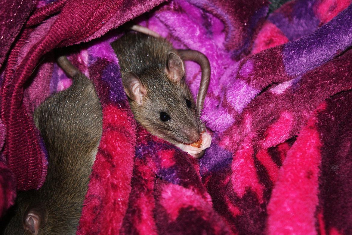 Tamrotte Lilleskid  billede 1