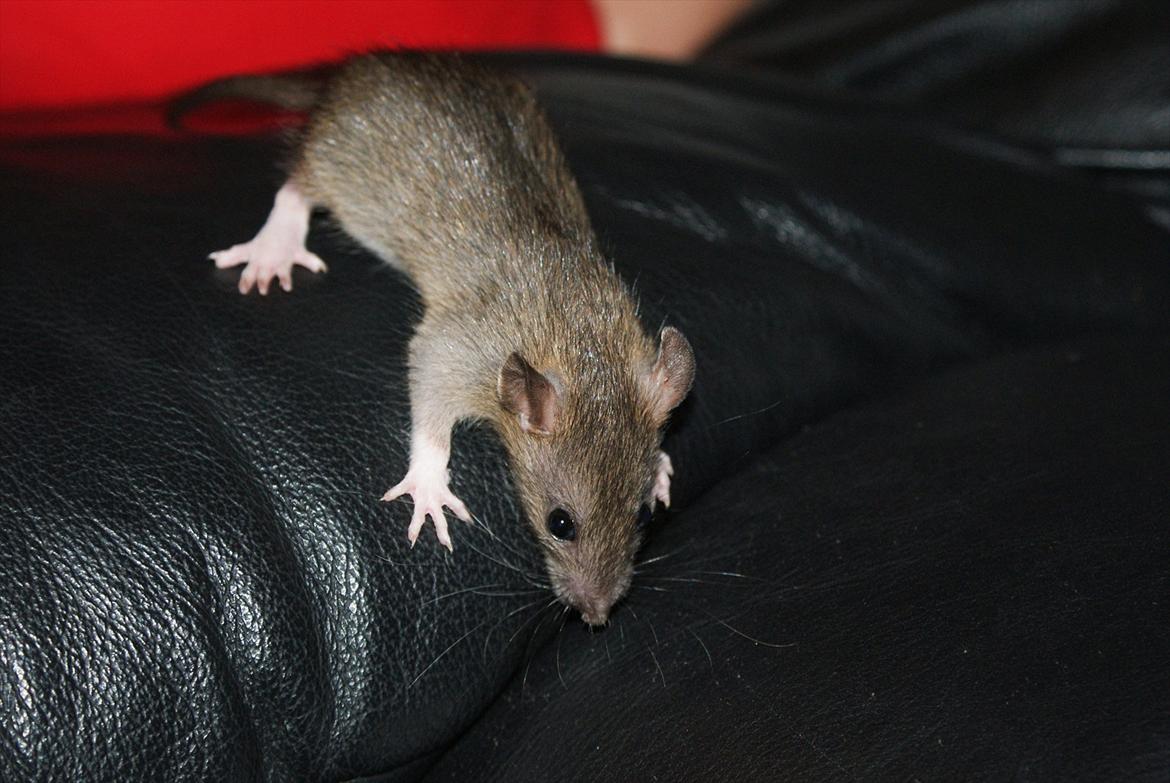 Tamrotte Lilleskid  billede 2