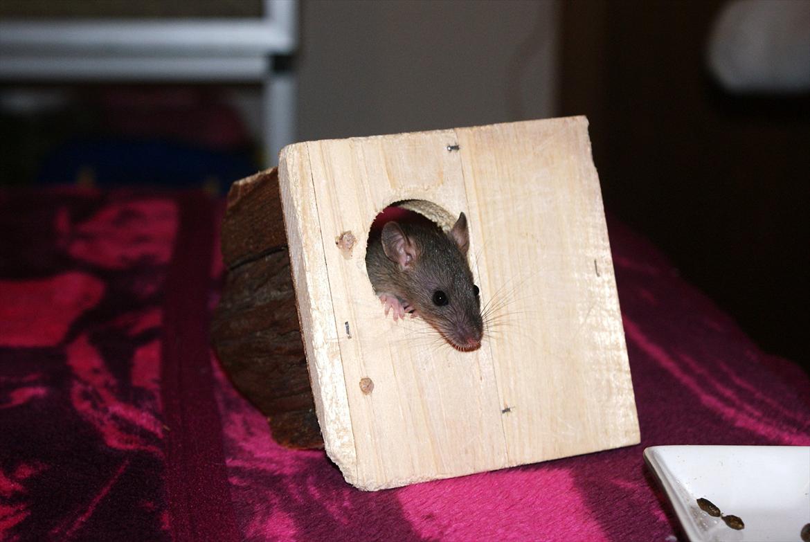 Tamrotte Lilleskid  billede 3