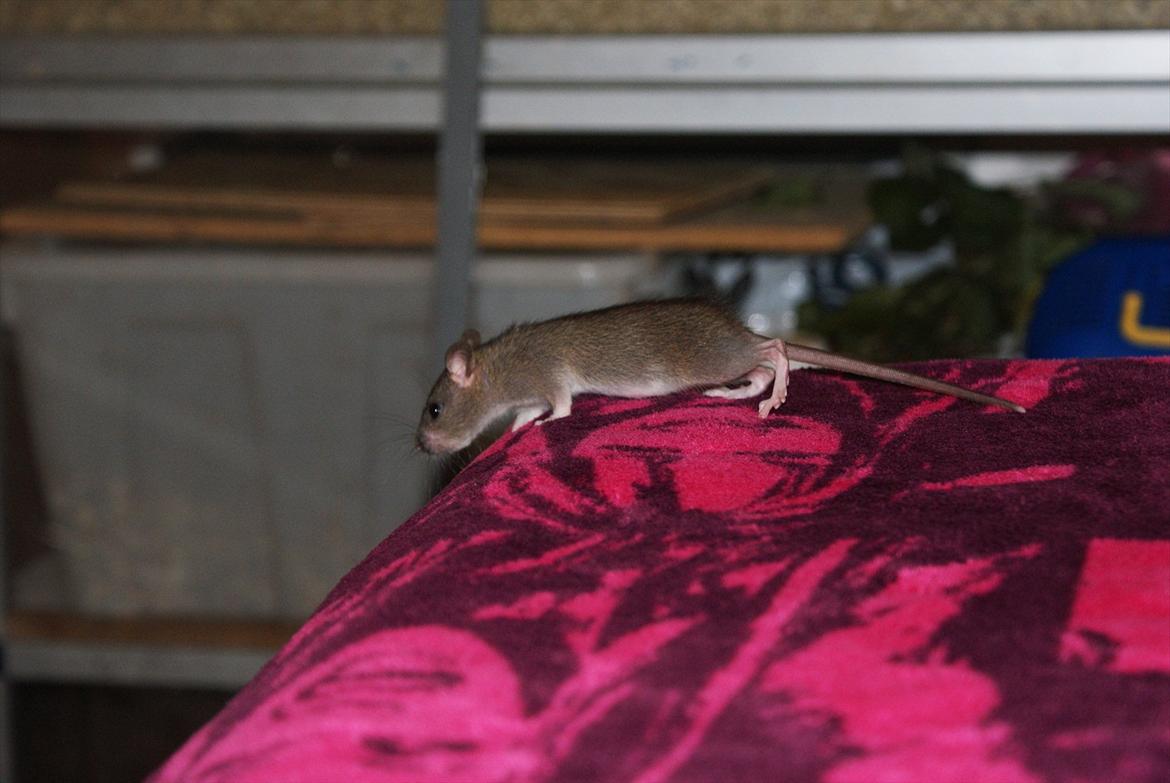 Tamrotte Lilleskid  billede 4