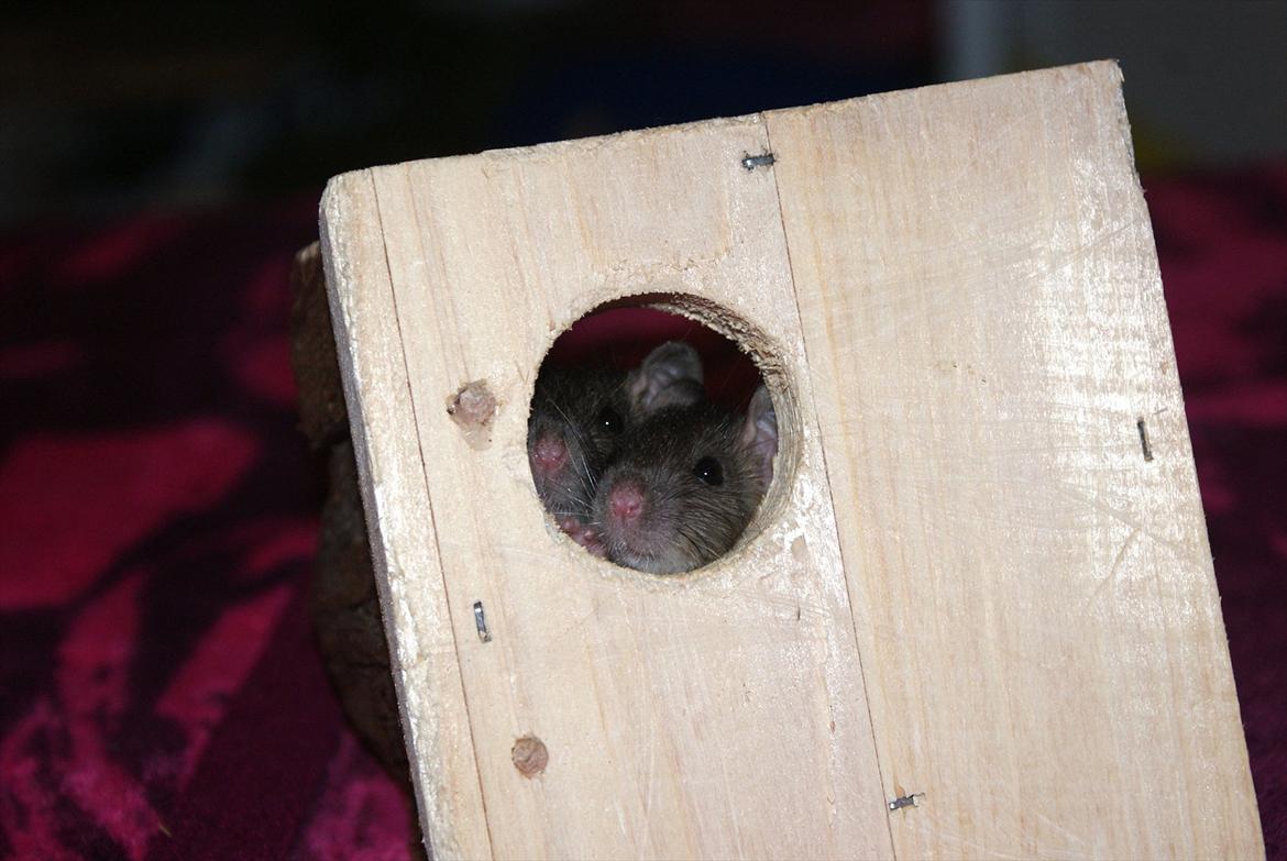 Tamrotte Lilleskid  billede 5