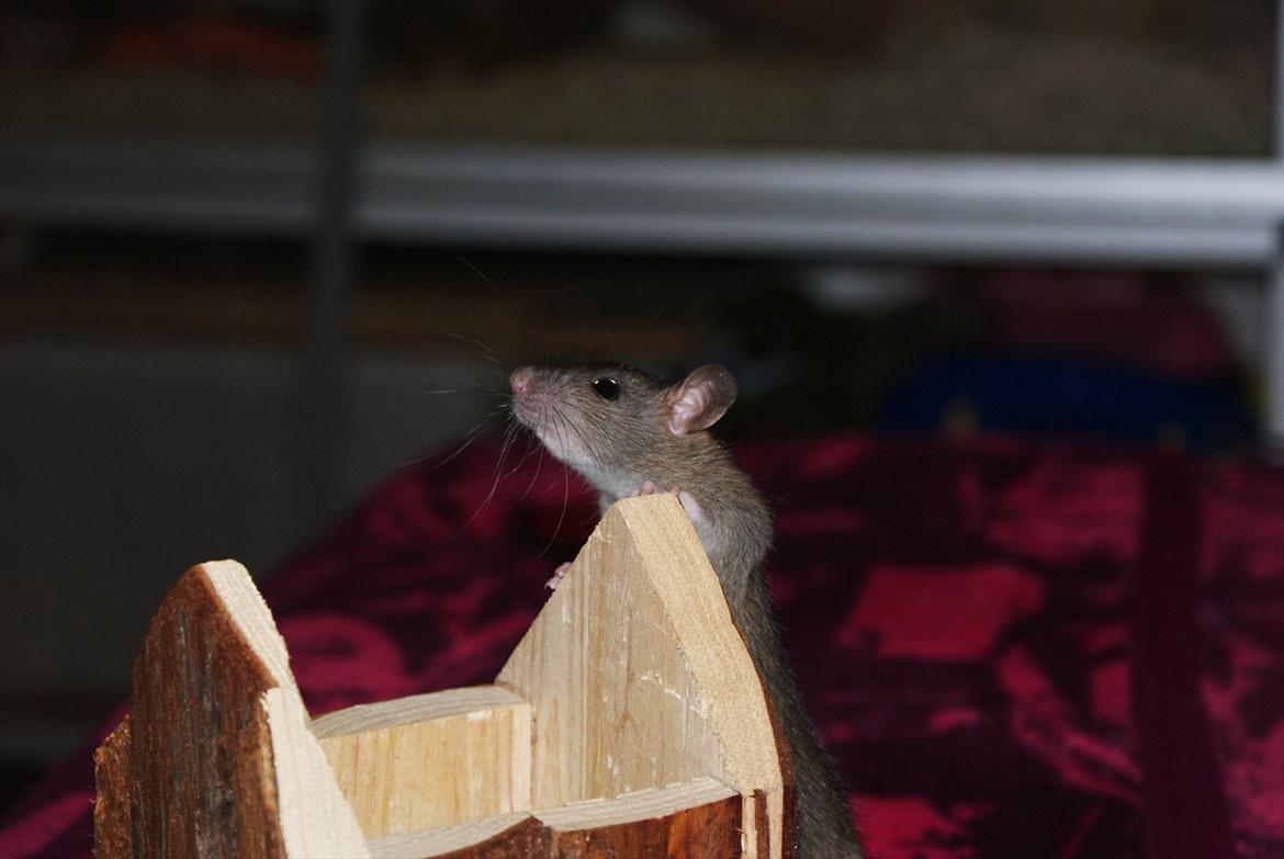 Tamrotte Lilleskid  billede 6