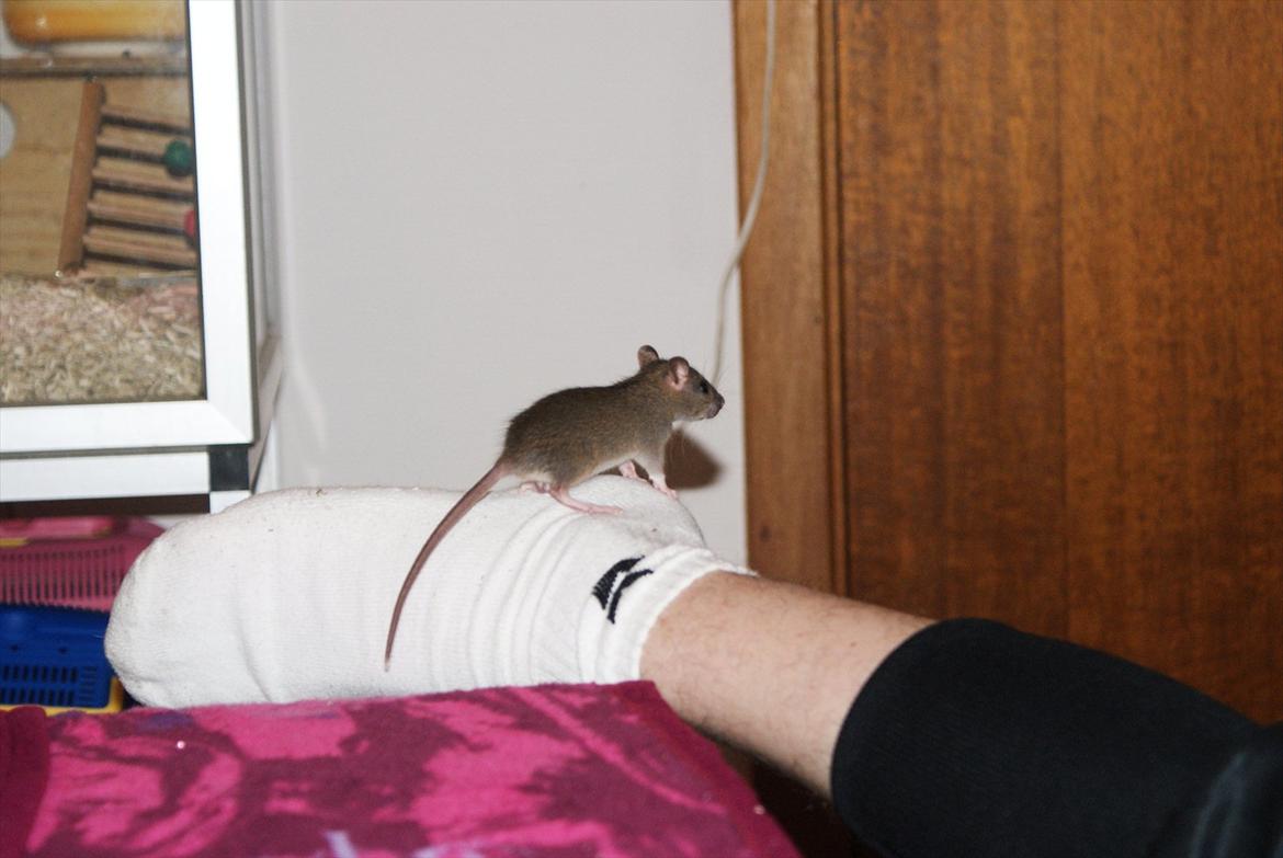 Tamrotte Lilleskid  billede 7