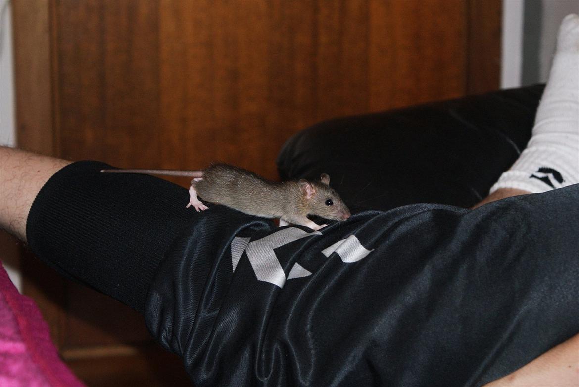 Tamrotte Lilleskid  billede 8