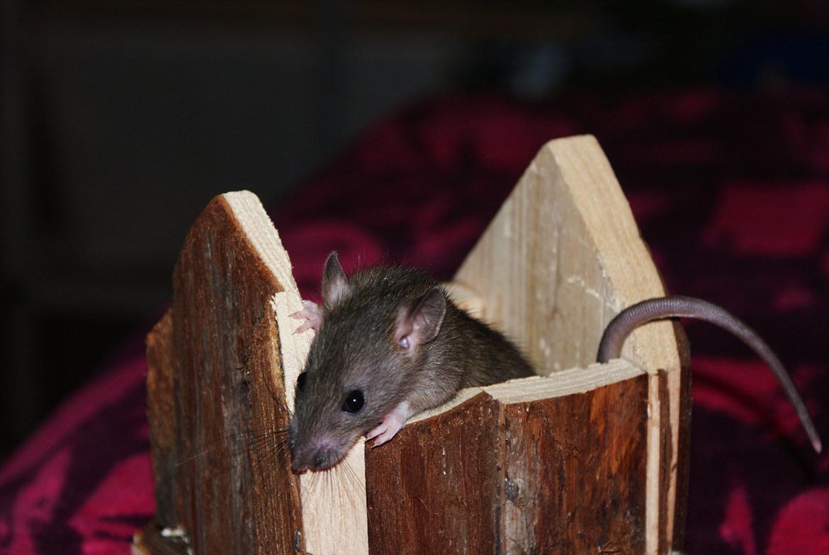 Tamrotte Lilleskid  billede 9