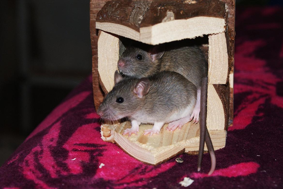 Tamrotte Lilleskid  billede 10