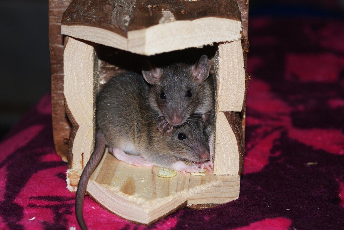 Tamrotte Lilleskid  billede 11