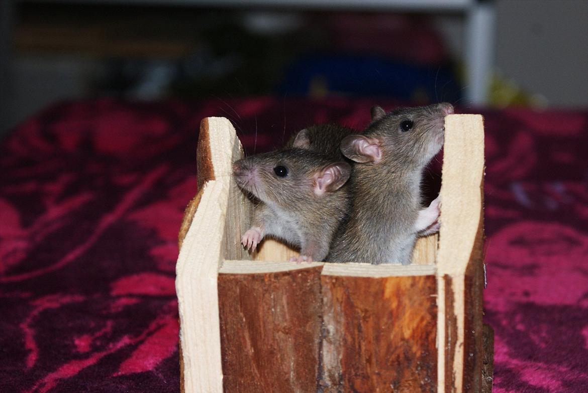 Tamrotte Lilleskid  billede 12