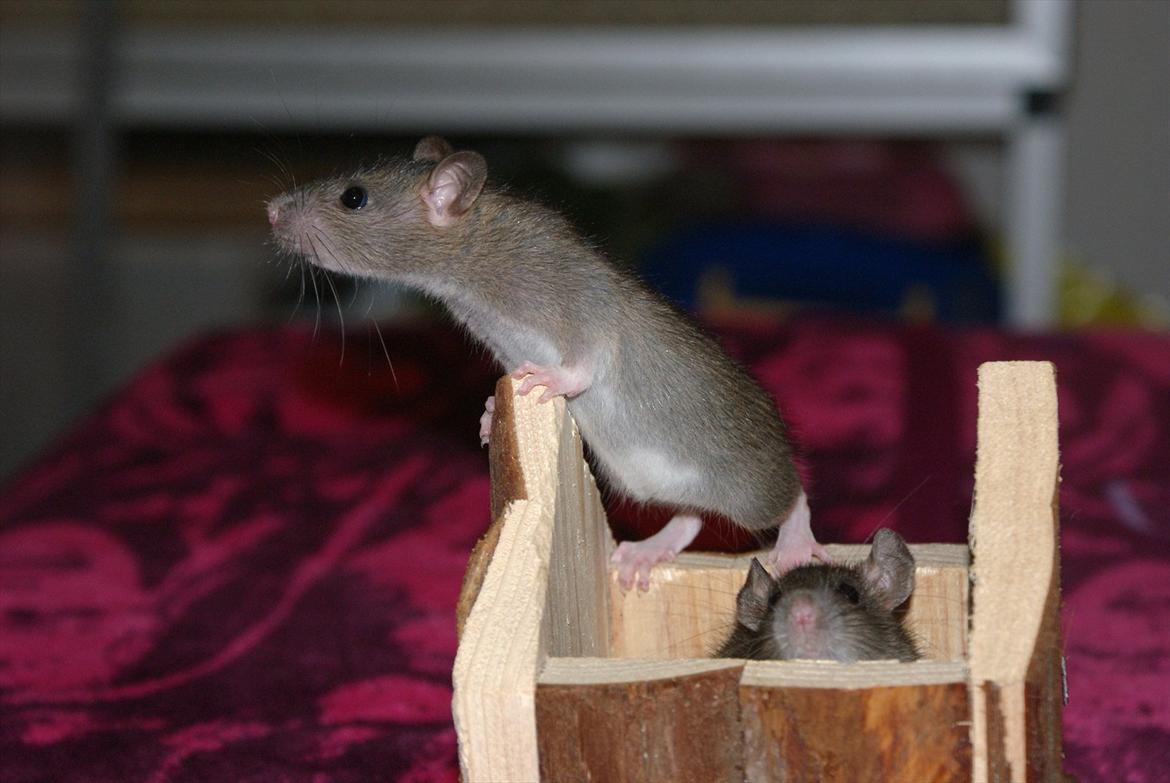 Tamrotte Lilleskid  billede 13