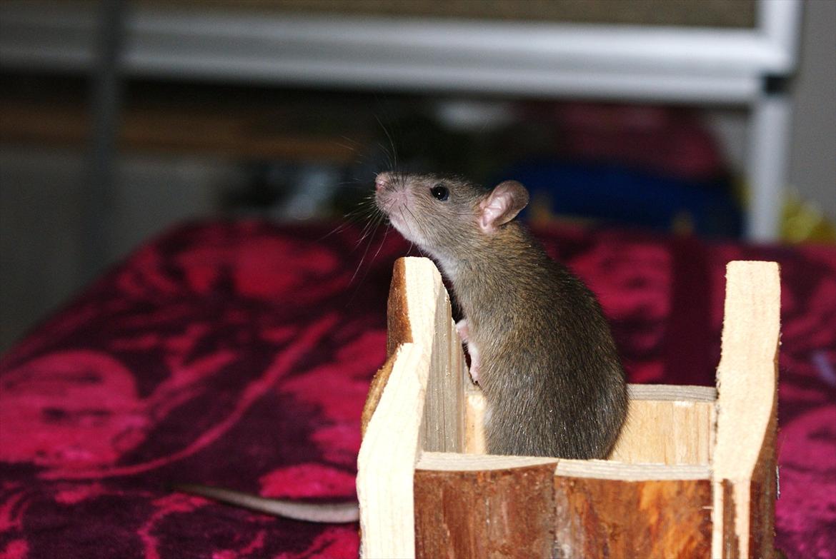 Tamrotte Lilleskid  billede 14